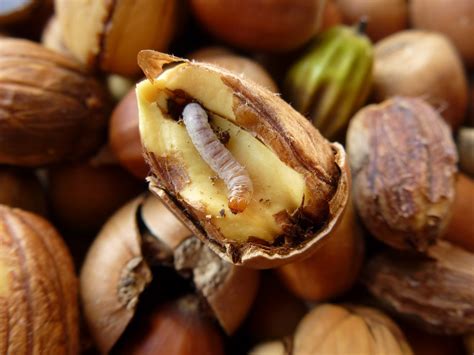 What Are Acorns at Van Flores blog