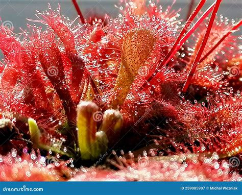 Drosera Sundew - Carnivorous Plant Stock Image - Image of size, lure: 259085907