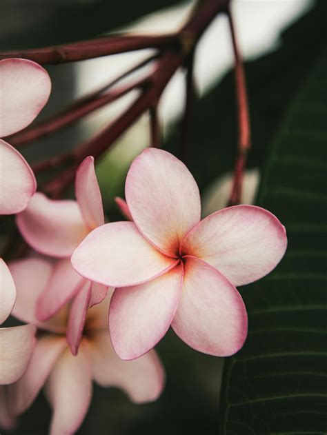 Flor de mayo: significado y cuidados | Architectural Digest