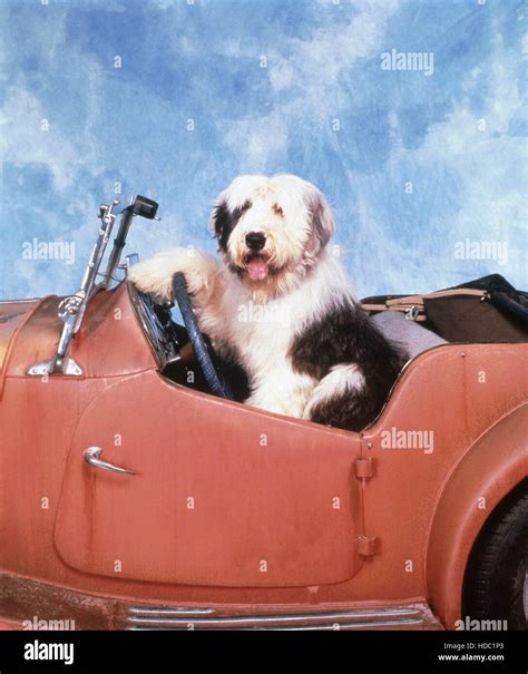 THE SHAGGY DOG, 1994, © Buena Vista/courtesy Everett Collection Stock ...