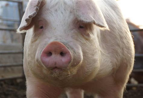 15 Facts About Acetic Acid - Facts.net