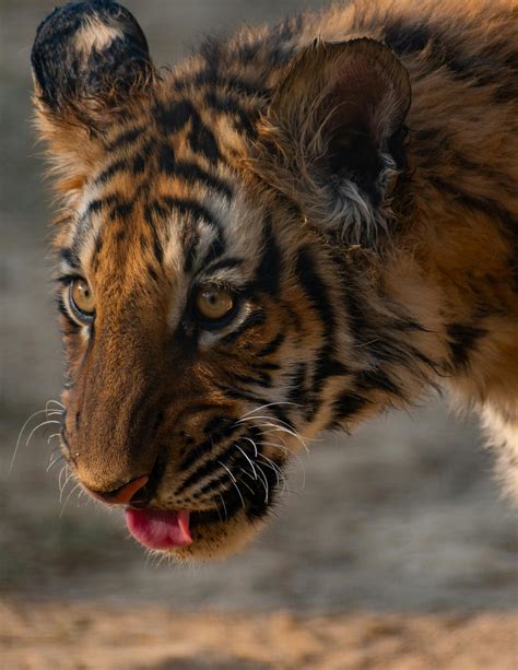 Mom+Big+Boobs Photos, Download The BEST Free Mom+Big+Boobs Stock Photos ...