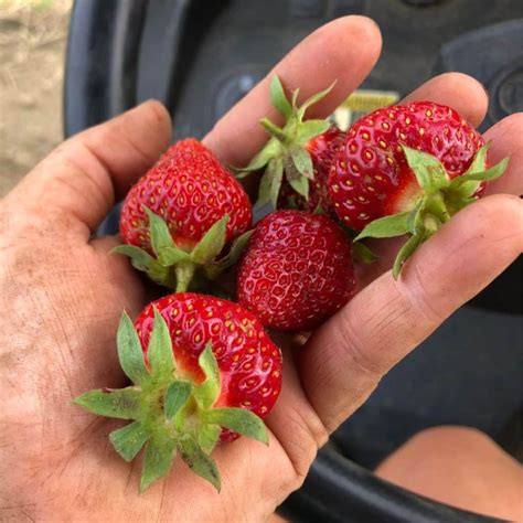 Best Strawberry Plants For Vancouver Island at Ellen Martinez blog