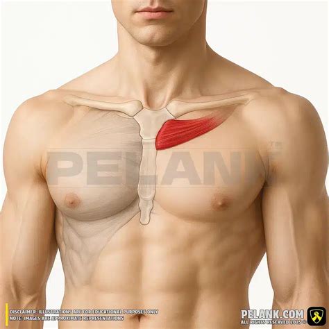 Chest Muscles | Comprehensive Review Of 10 Chest Muscles
