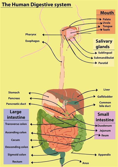 Internal Organs Diagram Left Side An Anatomical Review Of The Left