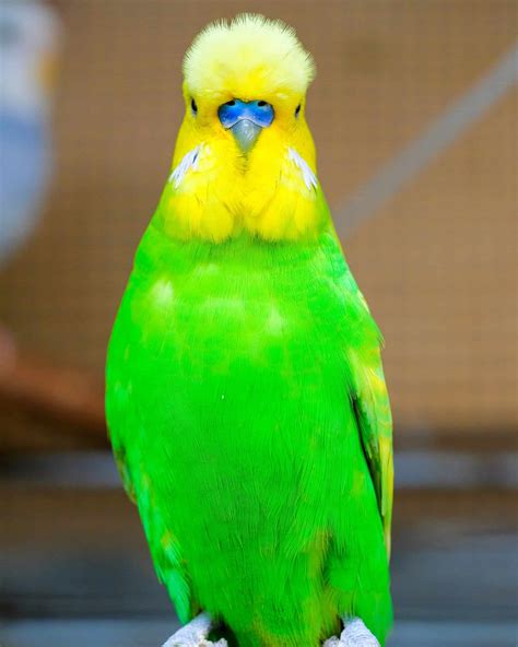 How Much Does a Parakeet Cost? (2026 Updated)