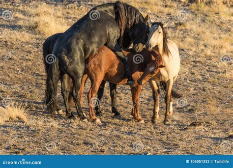 Wild Horses Mating in the Utah Desert Stock Photo - Image of stallion ...