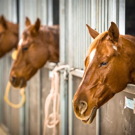 Does Msm Cause Ulcers In Horses at Michael Oglesby blog