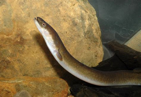 The mystery of Australia's freshwater eels
