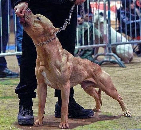 The World's 15 Most Aggressive Dog Breeds - PetHelpful
