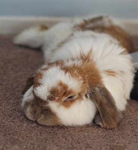 Cute Holland Lop Bunny | Kawaii Bunny