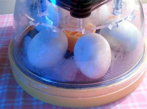 Incubating Duck Eggs