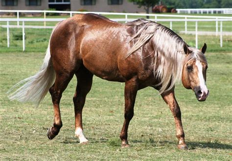 Chocolate Palomino Horse