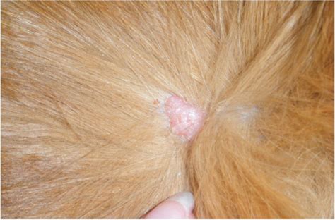 Skin Tag Vs Mast Cell Tumor at Jimmy Coats blog