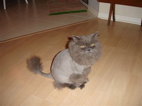 Different Types Of Haircuts For Cats at Lucile Hart blog