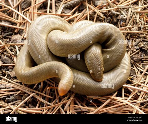 Boa constrictor serpent hi-res stock photography and images - Alamy