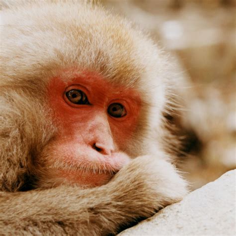 Snow Monkey Diet