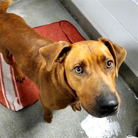 Huntsville Animal Services offers free adoptions to alleviate shelter ...