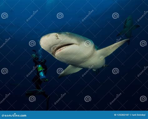 Two Dangerous Lemon Sharks Swim Around Underwater Cameraman on Blue ...