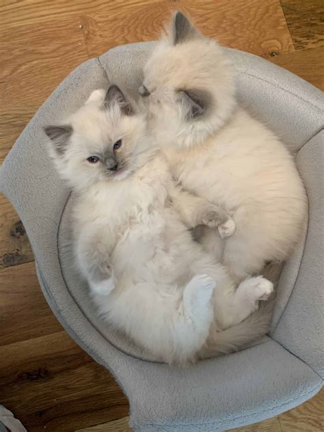 Ragdoll Cat Breeders: The Good, the Bad, the Ugly