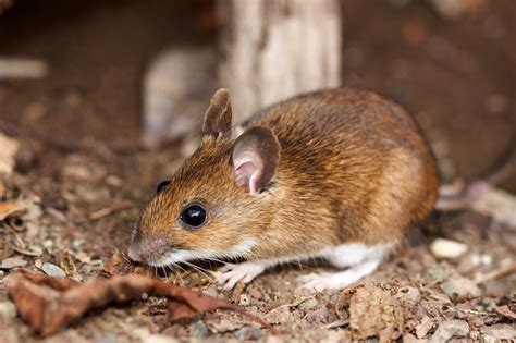 Coexisting with wildlife: Mice and rats | Forest Preserve District of ...