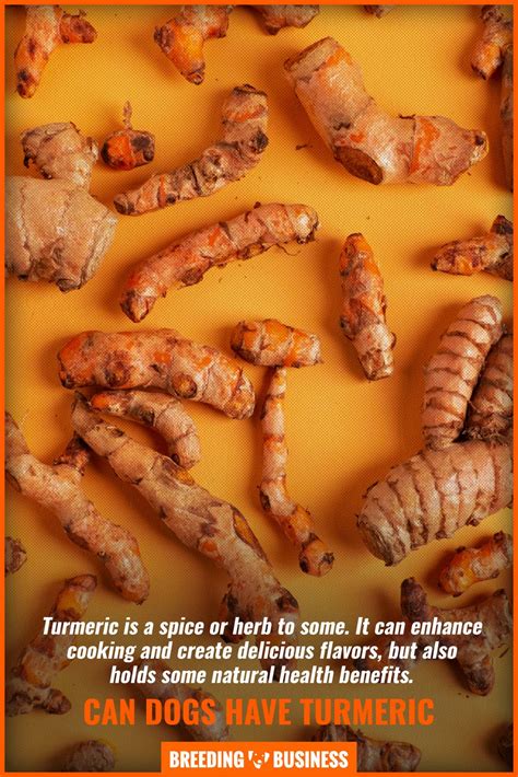 Why Is Turmeric Good For Dogs