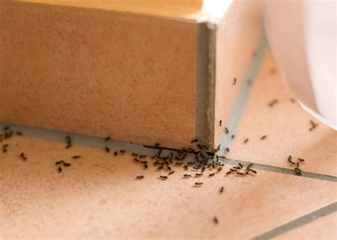 How To Get Rid Of Ants In My Kitchen Sink | Besto Blog
