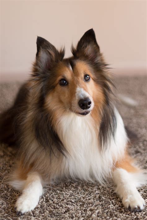 Cute Medium Sized Dogs Breeds