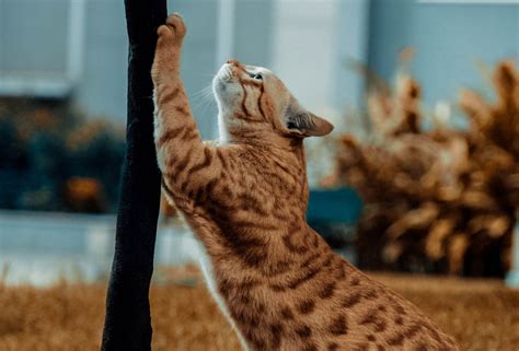 Speaking Their Language: A Dive Into Cat And Dog Behaviors - The Home Tome