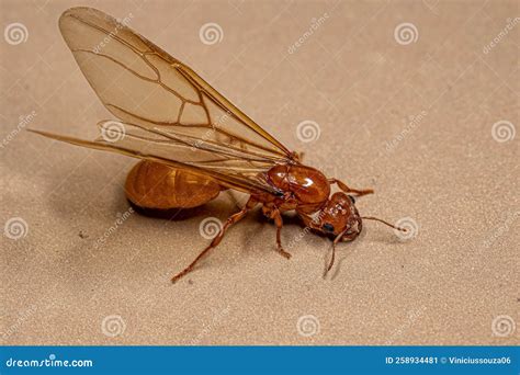 Adult Female Winged Thief Queen Ant Stock Image - Image of wings ...
