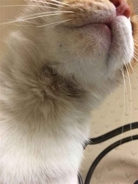 A newly adopted kitten has given my older cats fleas. We have almost ...