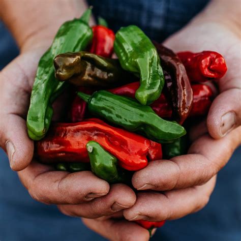 Greek Pepperoncini Sweet Pepper – Thresh Seed Co.