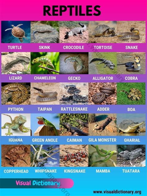 Reptiles: Helpful List of 27 Names of Reptiles in English - Visual ...