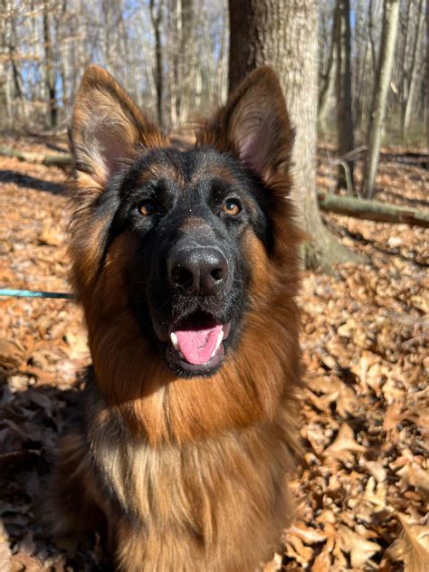 Those arches on this girl…. : r/germanshepherds