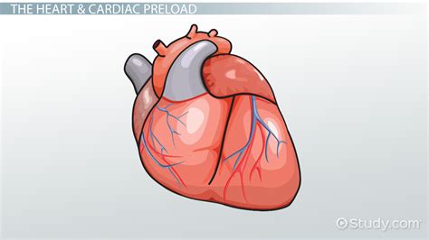 Cardiac Preload: Definition & Reduction - Lesson | Study.com
