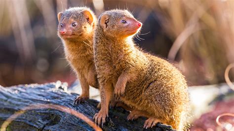 What Do Baby Mongooses Eat