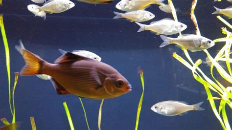 Do Fish Have Internal Or External Fertilization? Find Out In This ...