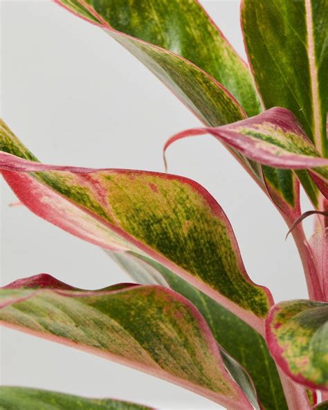 Red Chinese Evergreen | Aglaonema Crete | The Stem