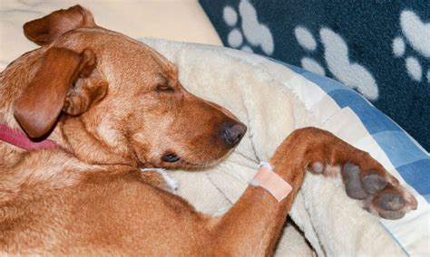 What You Should Know About Dog Cancer – The Dogington Post