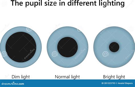 Human Eye. the Pupil Size in Different Lighting. Stock Vector - Illustration of light, oculist ...