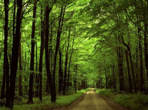 Dense Forest Wallpapers - Top Free Dense Forest Backgrounds - WallpaperAccess