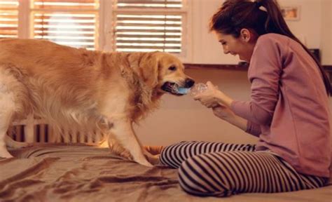 Giocattolo Di Accoppiamento Per Cani Maschi - In Silicone TPE Con Ventosa, Per Cani Piccoli E Medi