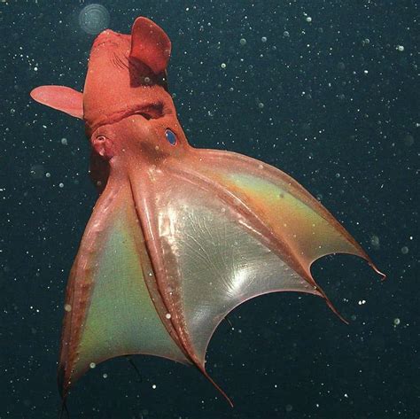 Habitat Of Vampire Squid