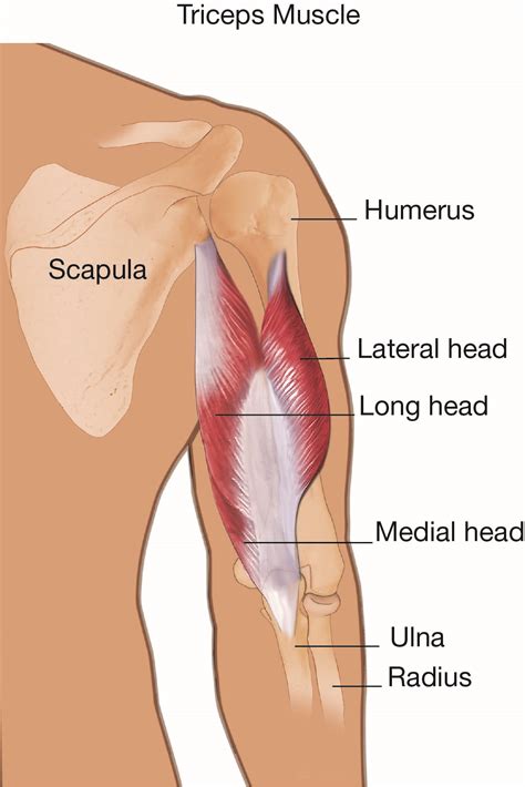 Triceps Tendon Tear at the Elbow - OrthoInfo - AAOS