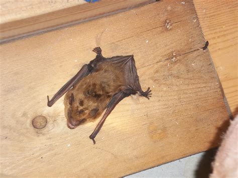 Can't-Miss Takeaways Of Info About How To Get Rid Of Bats In Attic ...