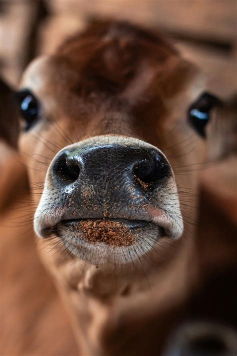 Cows Face Photos, Download The BEST Free Cows Face Stock Photos & HD Images