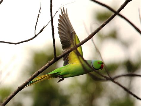 Free Images : branch, wing, wildlife, green, beak, hummingbird, fauna ...