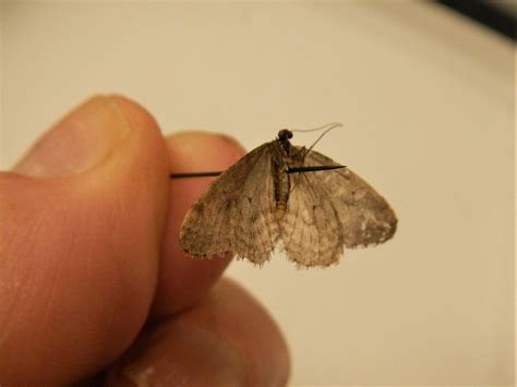 A winter moth mystery | Islands' Sounder
