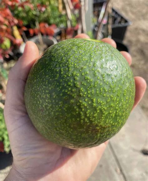 Reed Avocado Grow Guide - Tropical Tree Guide