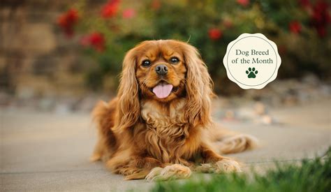 King Charles Spaniel